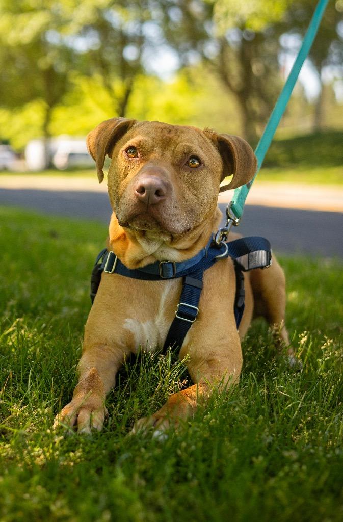 Phoenix, Adoptable, Adult Male American Staffordshire Terrier.