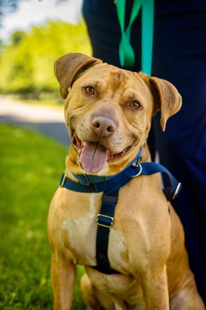 Enlarge Phoenix, a Adoptable American Staffordshire Terrier in Ewing, NJ image 1/4