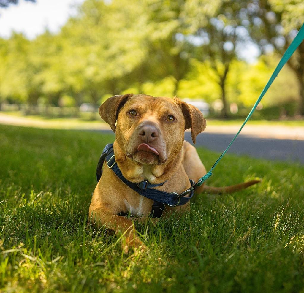 Enlarge Phoenix, a Adoptable American Staffordshire Terrier in Ewing, NJ image 2/4