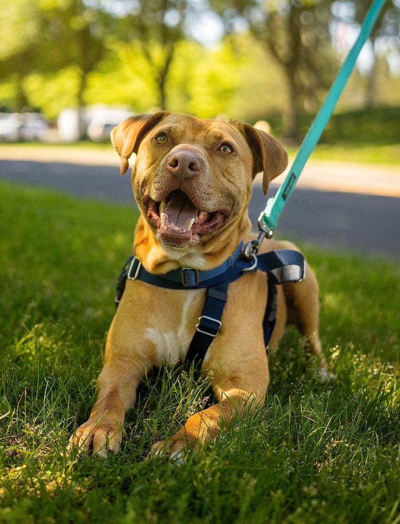 Enlarge Phoenix, a Adoptable American Staffordshire Terrier in Ewing, NJ image 3/4