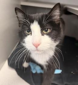 Paris, Adoptable, Young Male Domestic Short Hair.