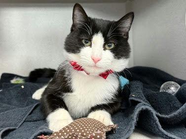 Enlarge Paris, a Adoptable Domestic Short Hair in New York, NY image 3/4