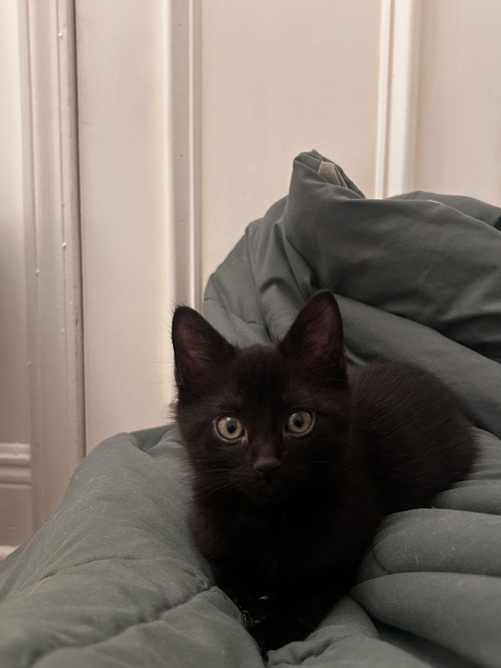 Harry, a Adopted Domestic Short Hair in Buford, GA image 1/3