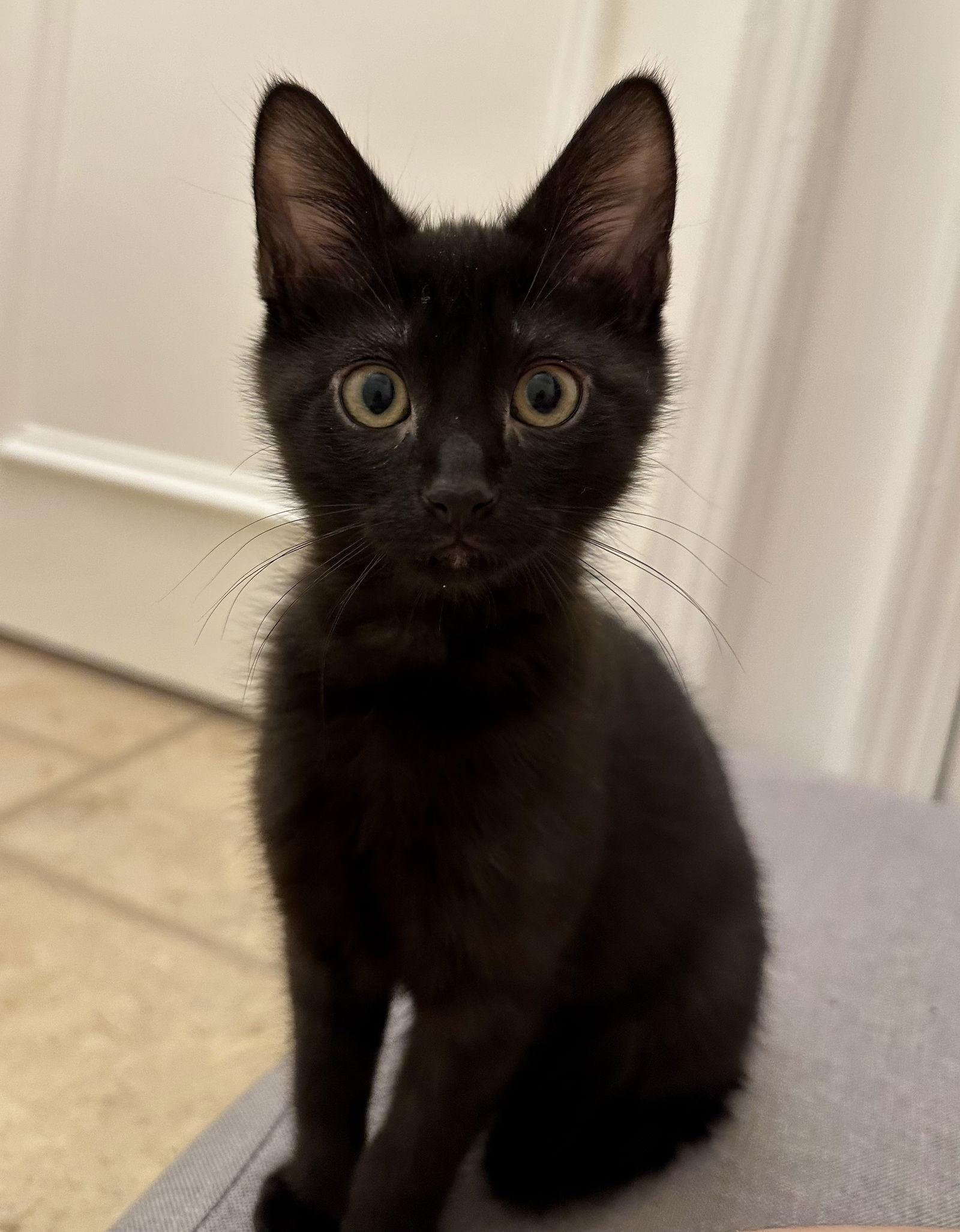 Harry, a Adopted Domestic Short Hair in Buford, GA image 2/3