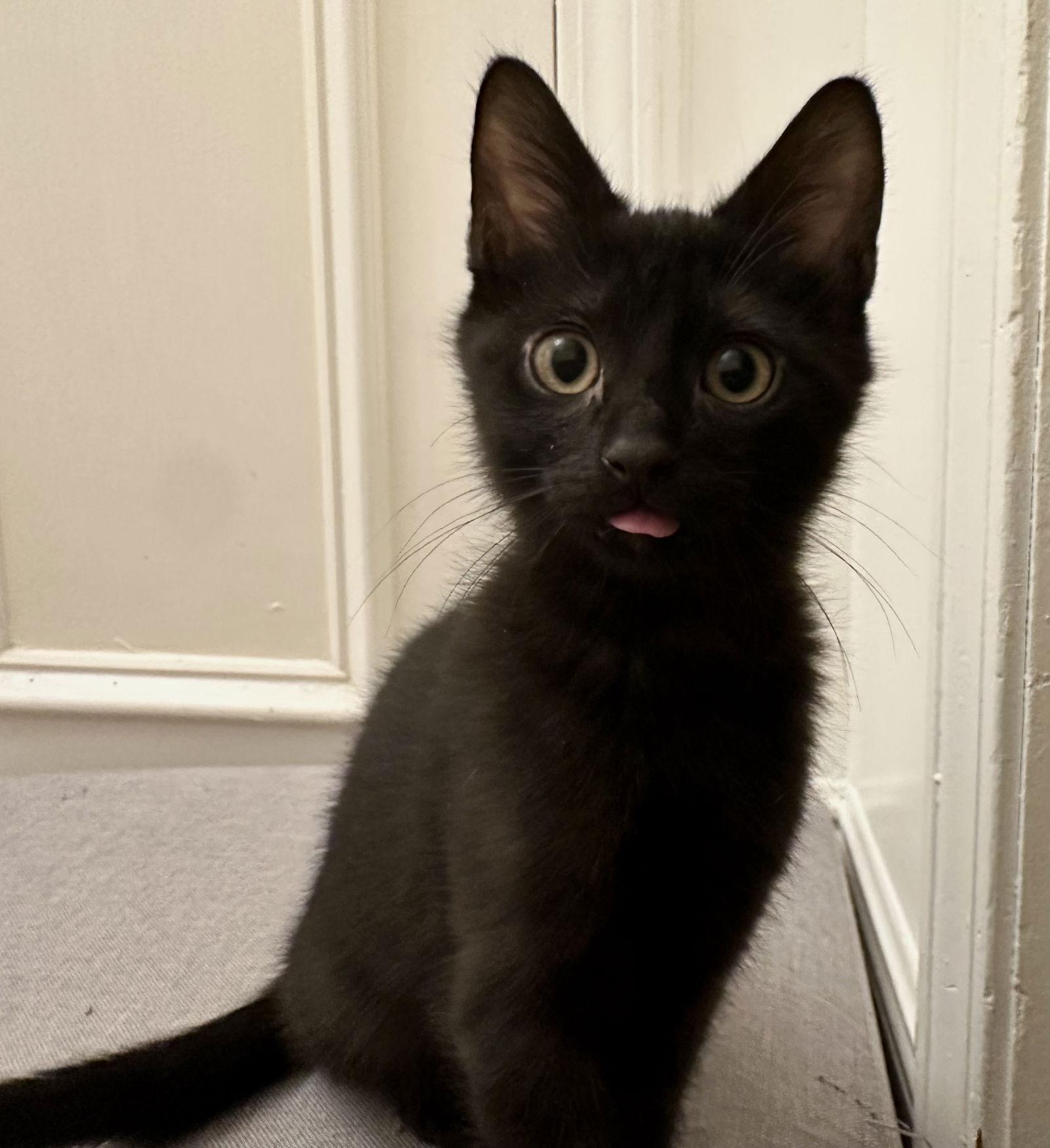 Harry, a Adopted Domestic Short Hair in Buford, GA image 3/3