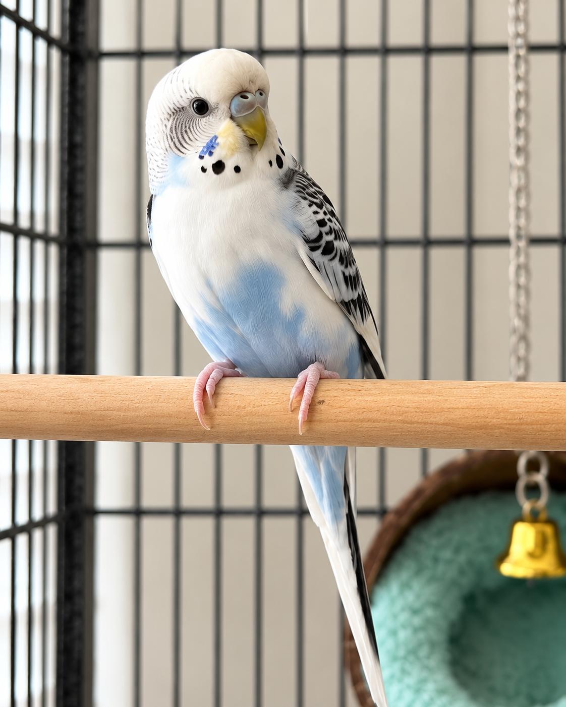 Enlarge Snowy, a Adoptable Parakeet (Other) in Springtown, TX image 1/2