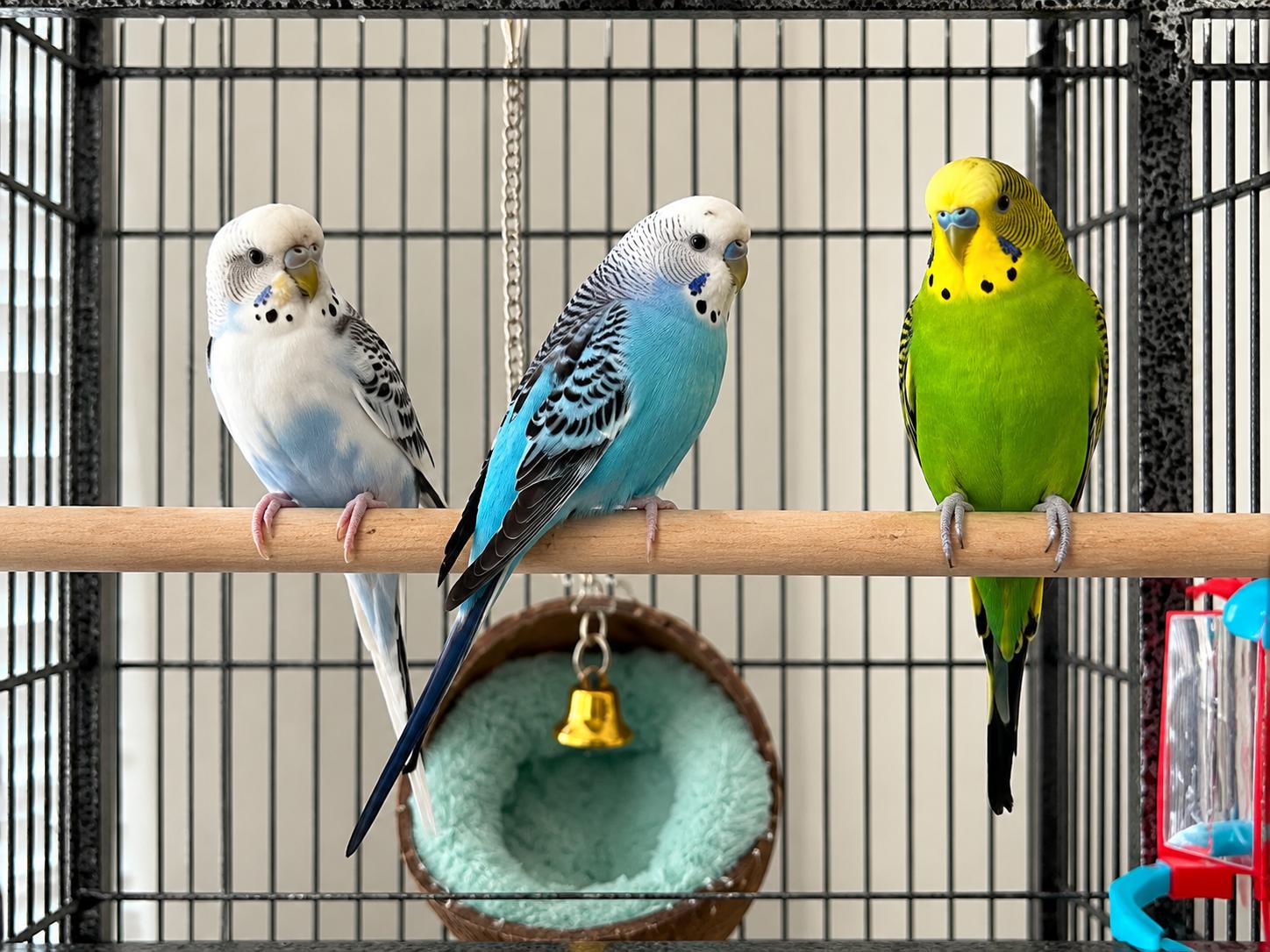 Enlarge Snowy, a Adoptable Parakeet (Other) in Springtown, TX image 2/2