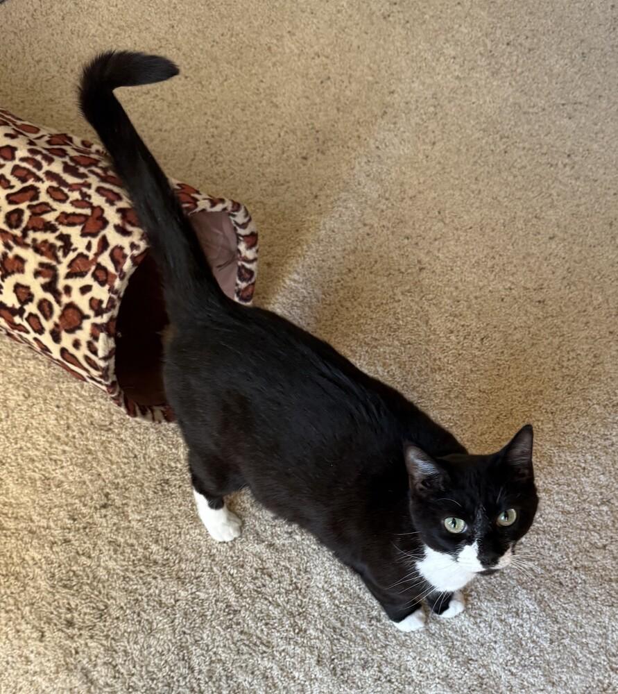 Enlarge Minnie - Adopt or Foster to Adopt, a Adoptable Domestic Short Hair in Youngsville, NC image 1/6