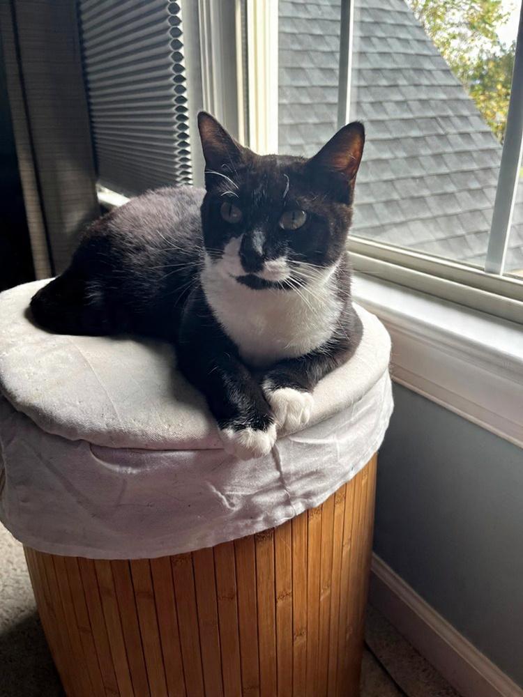 Enlarge Minnie - Adopt or Foster to Adopt, a Adoptable Domestic Short Hair in Youngsville, NC image 1/3