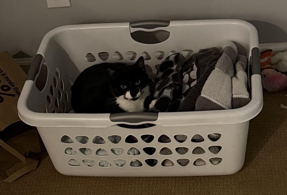 Enlarge Minnie - Adopt or Foster to Adopt, a Adoptable Domestic Short Hair in Youngsville, NC image 3/6