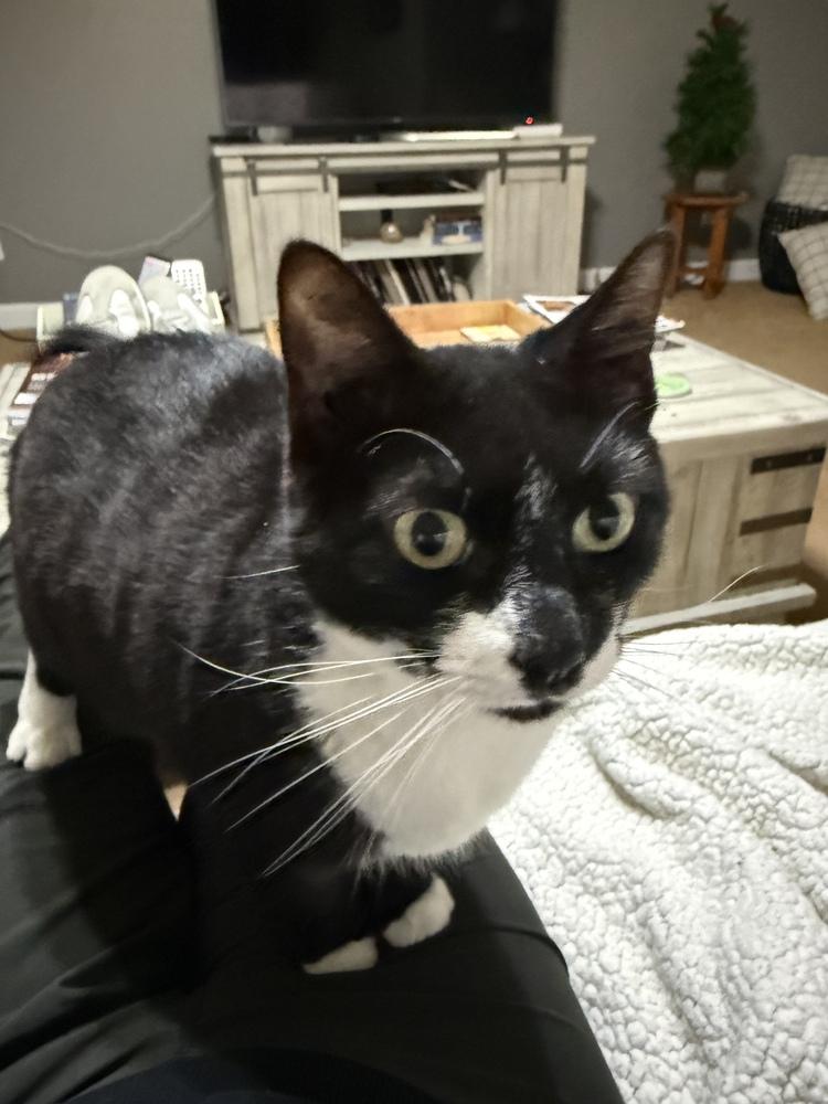 Enlarge Minnie - Adopt or Foster to Adopt, a Adoptable Domestic Short Hair in Youngsville, NC image 4/6