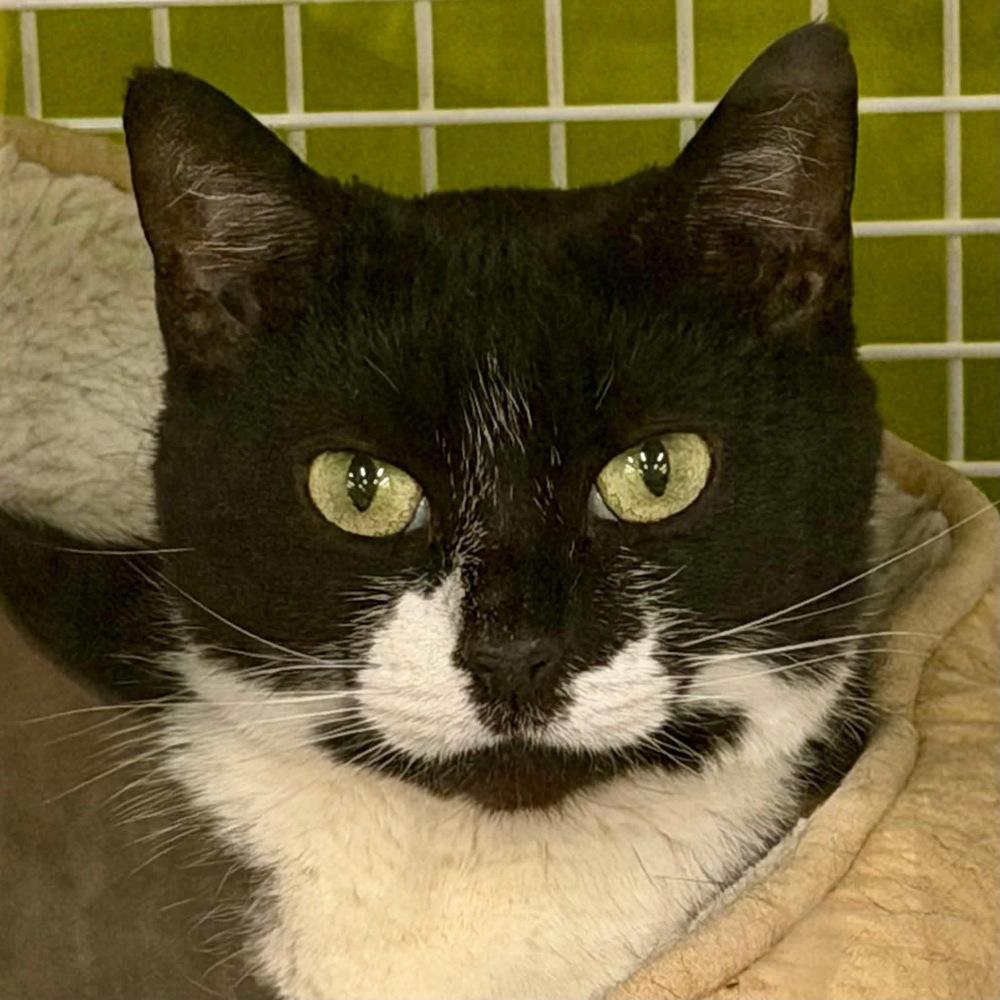 Enlarge Minnie - Adopt or Foster to Adopt, a Adoptable Domestic Short Hair in Youngsville, NC image 4/6