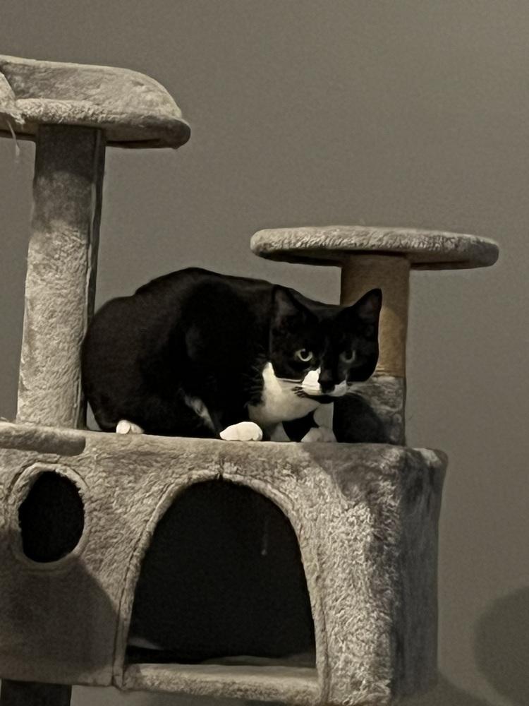 Enlarge Minnie - Adopt or Foster to Adopt, a Adoptable Domestic Short Hair in Youngsville, NC image 3/3