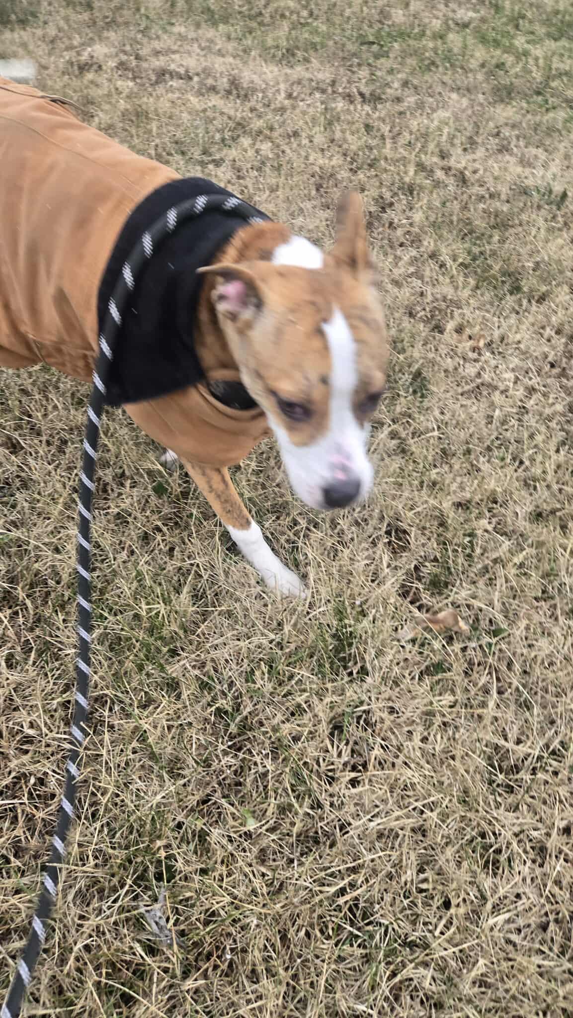 Raelynn, a ADOPTABLE mixed breed in Windsor, MO image 1/6