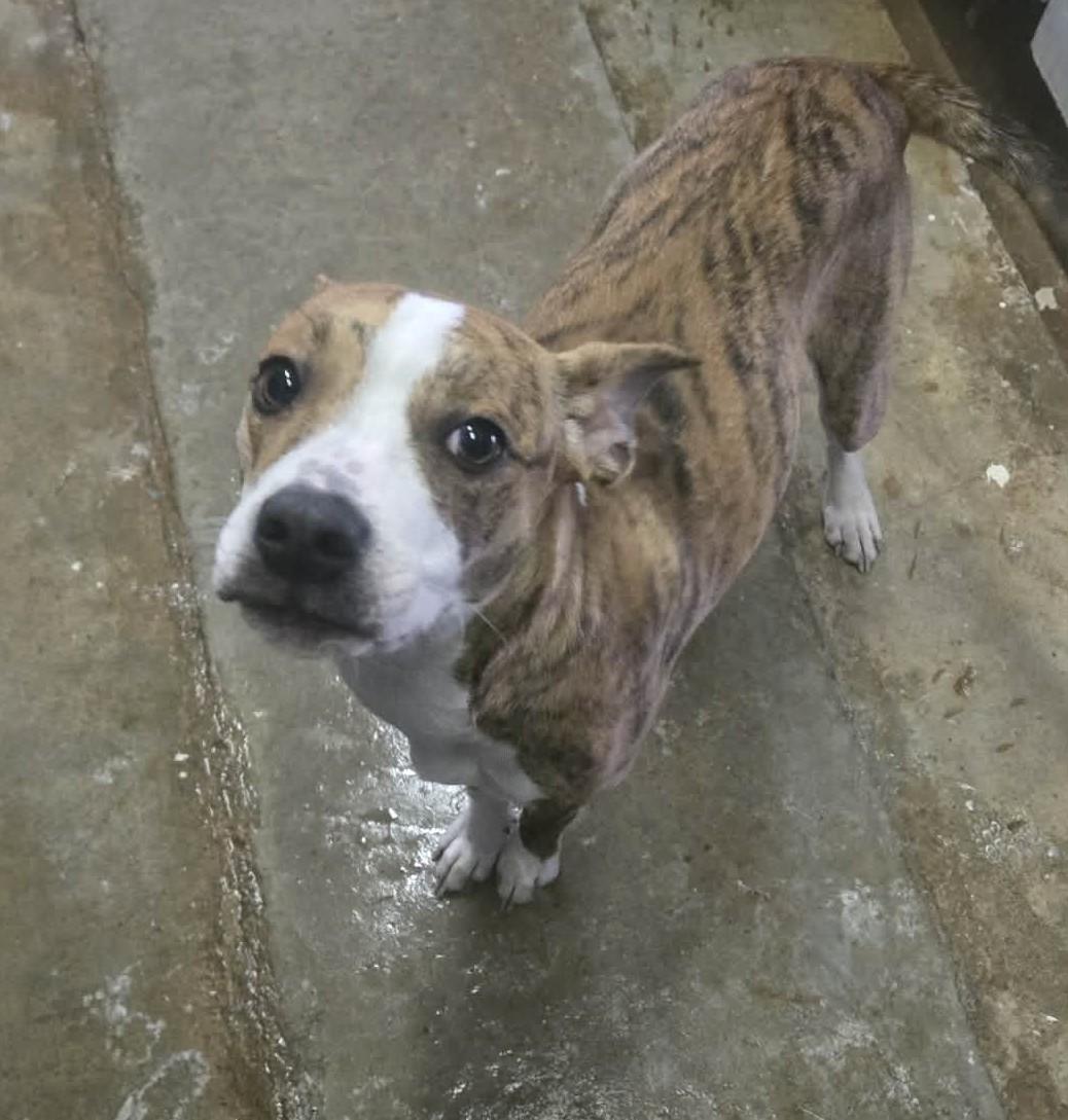 Raelynn, a ADOPTABLE mixed breed in Windsor, MO image 2/6