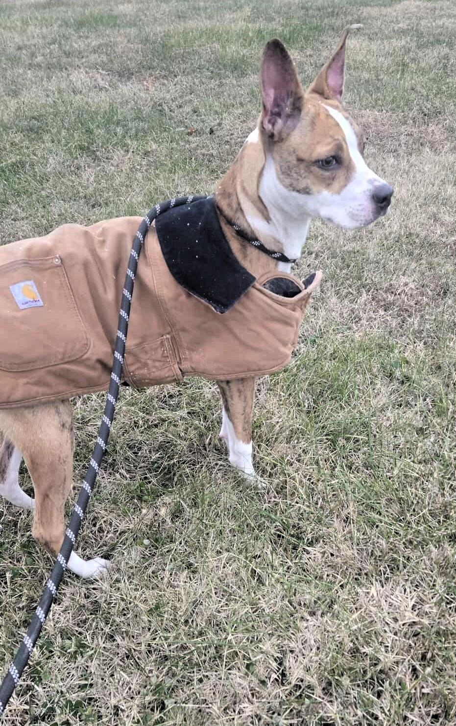 Raelynn, adopted, Adult Female Mixed Breed.