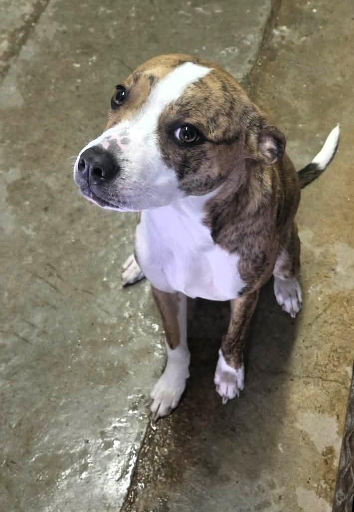 Raelynn, a ADOPTABLE mixed breed in Windsor, MO image 4/6