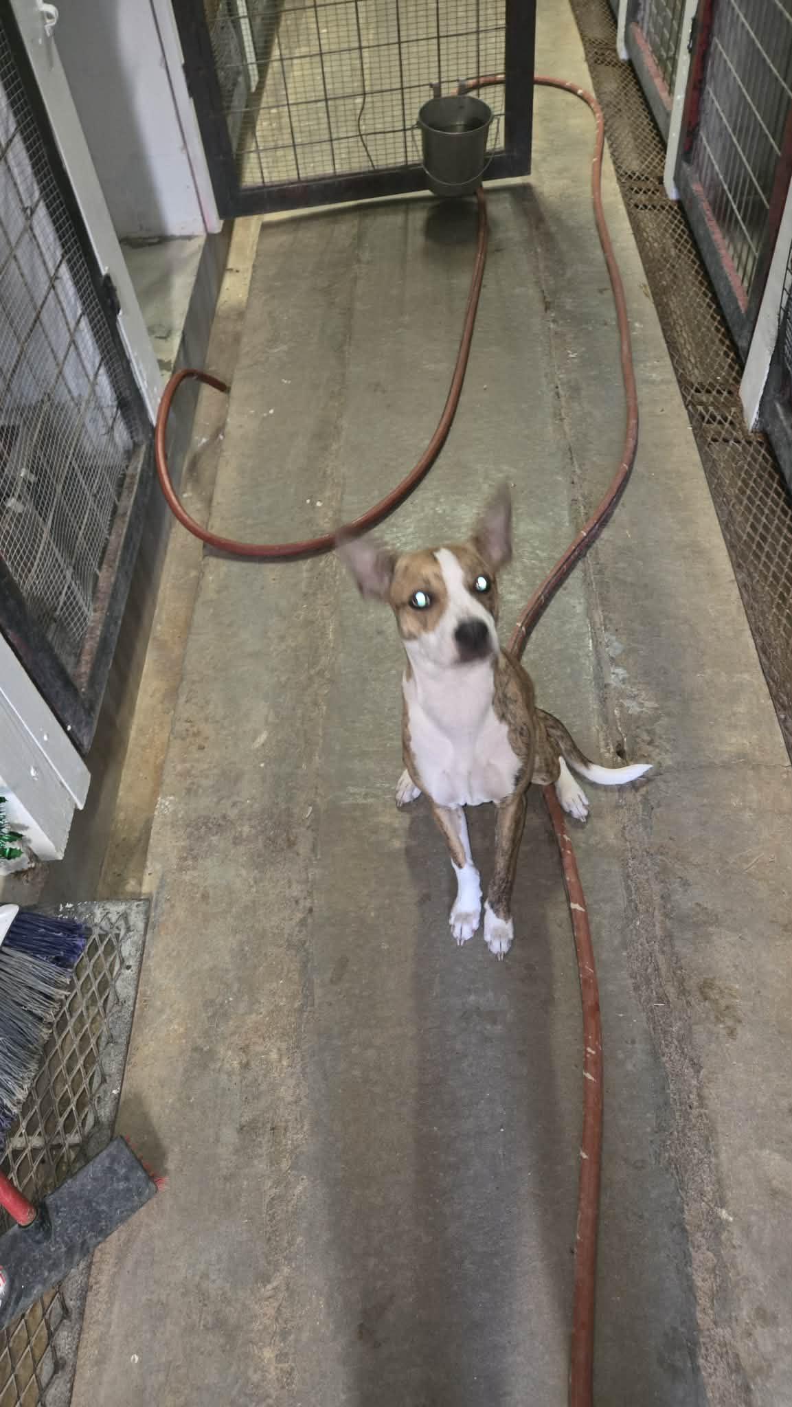 Raelynn, a ADOPTABLE mixed breed in Windsor, MO image 5/6