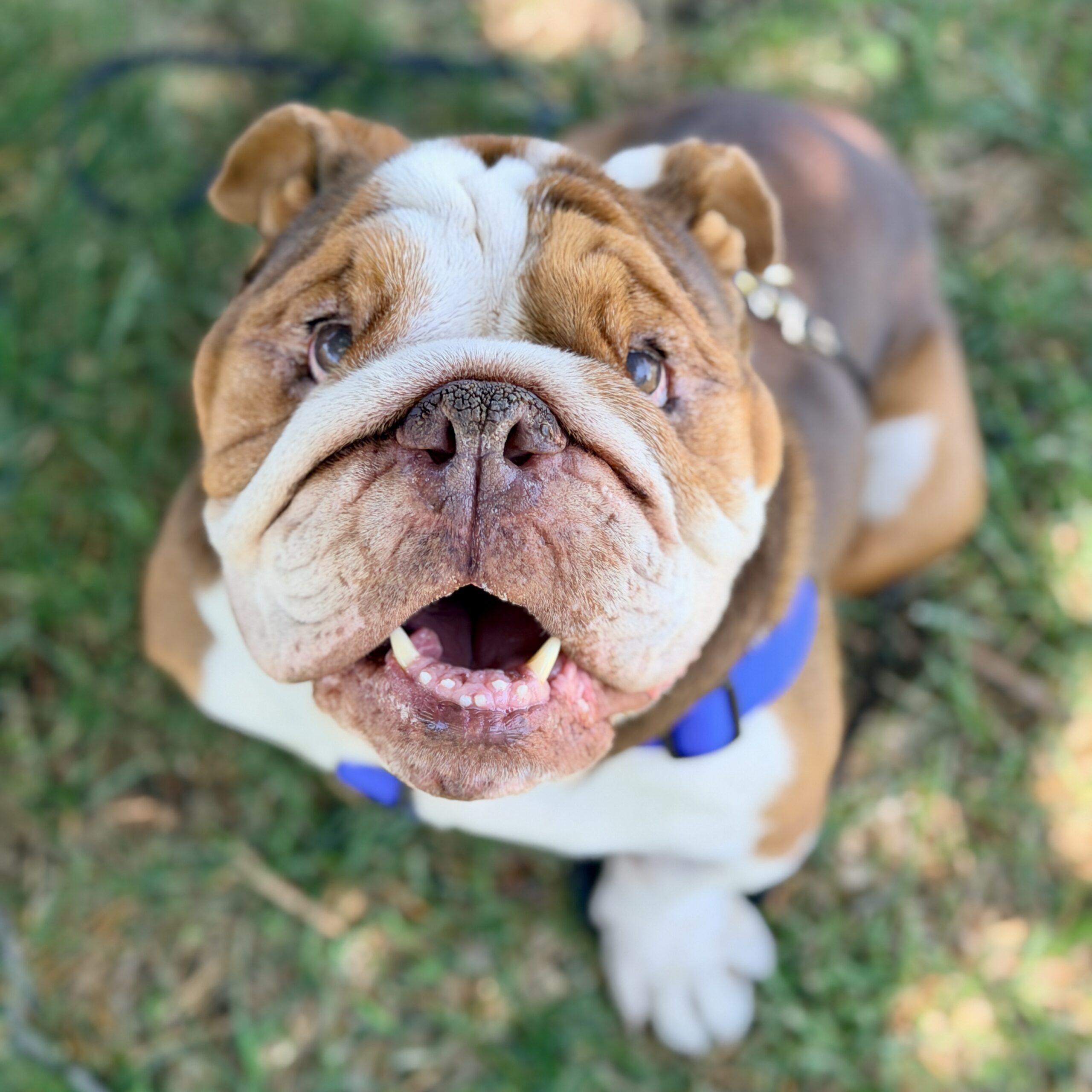 Chungus, an adoptable mixed breed in Mead, CO image 5/6