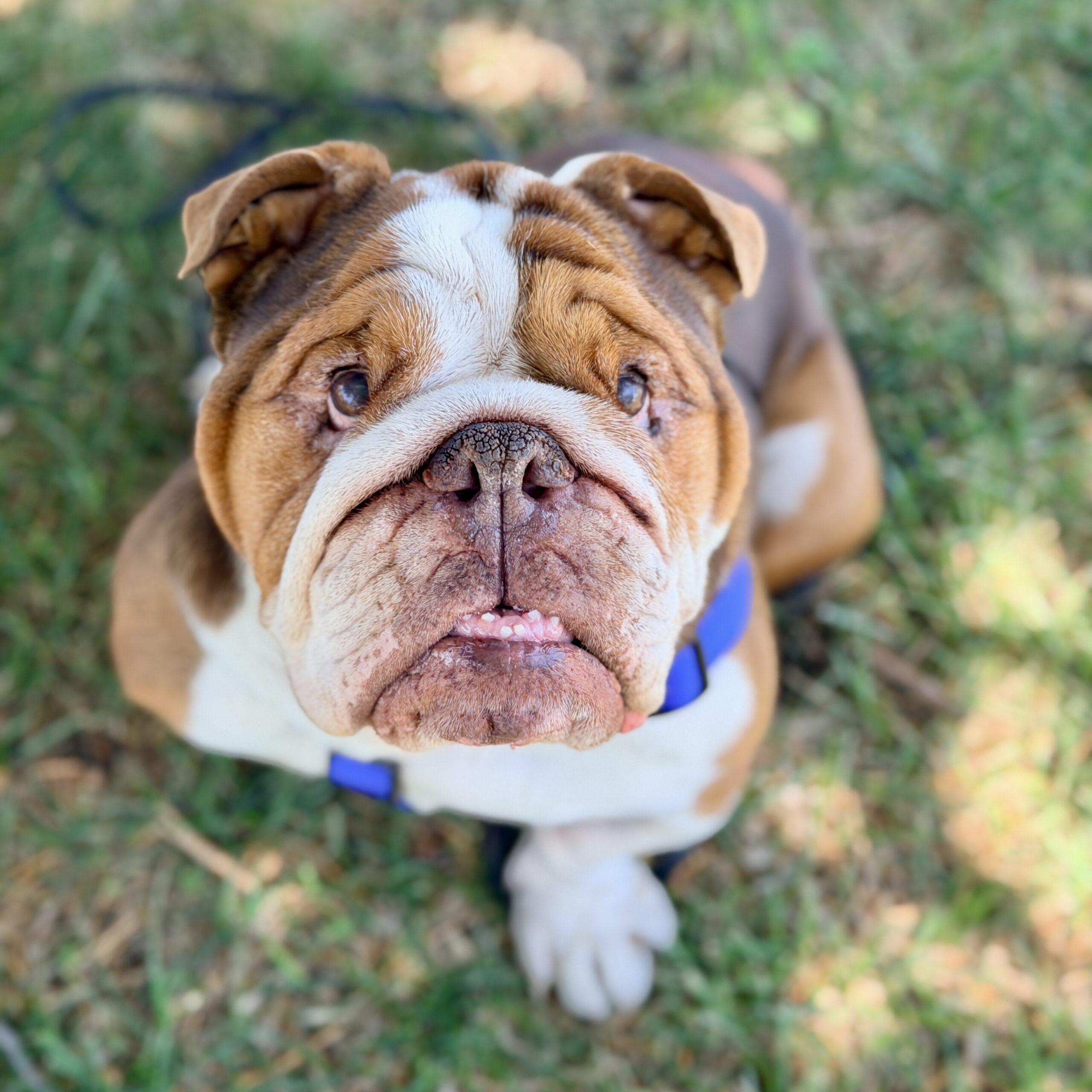 Chungus, adoptable, Adult Male English Bulldog.