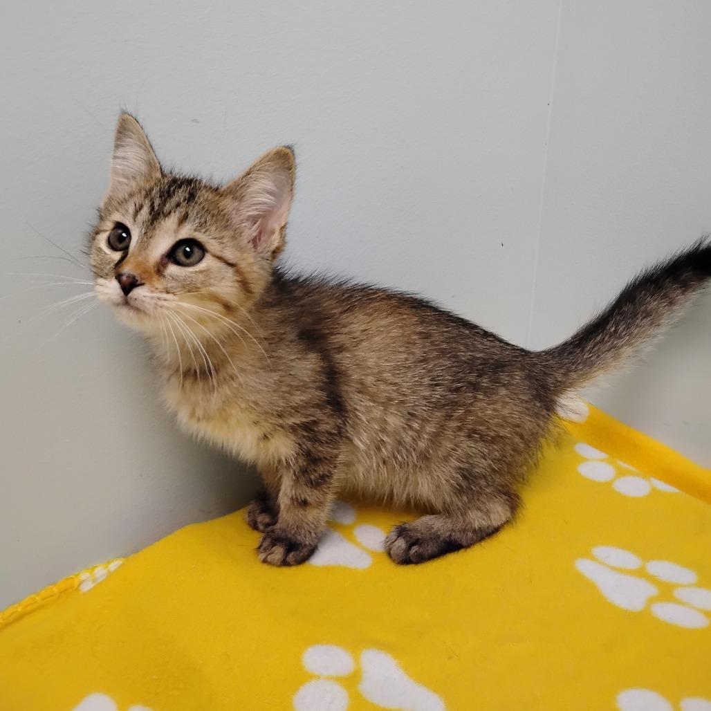 Sorceress, Adoptable, Kitten Female Domestic Short Hair.