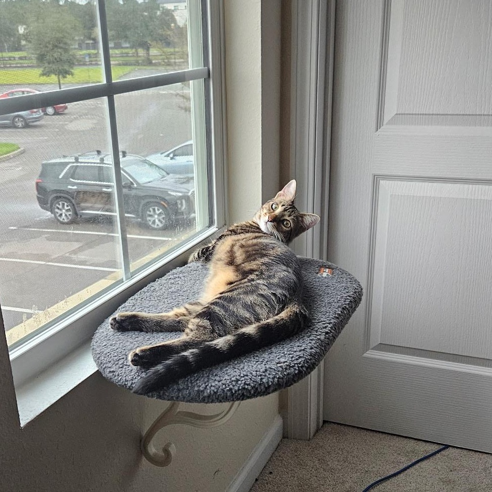 Enlarge Tilly, a Adoptable Domestic Short Hair in jacksonville, FL image 2/6