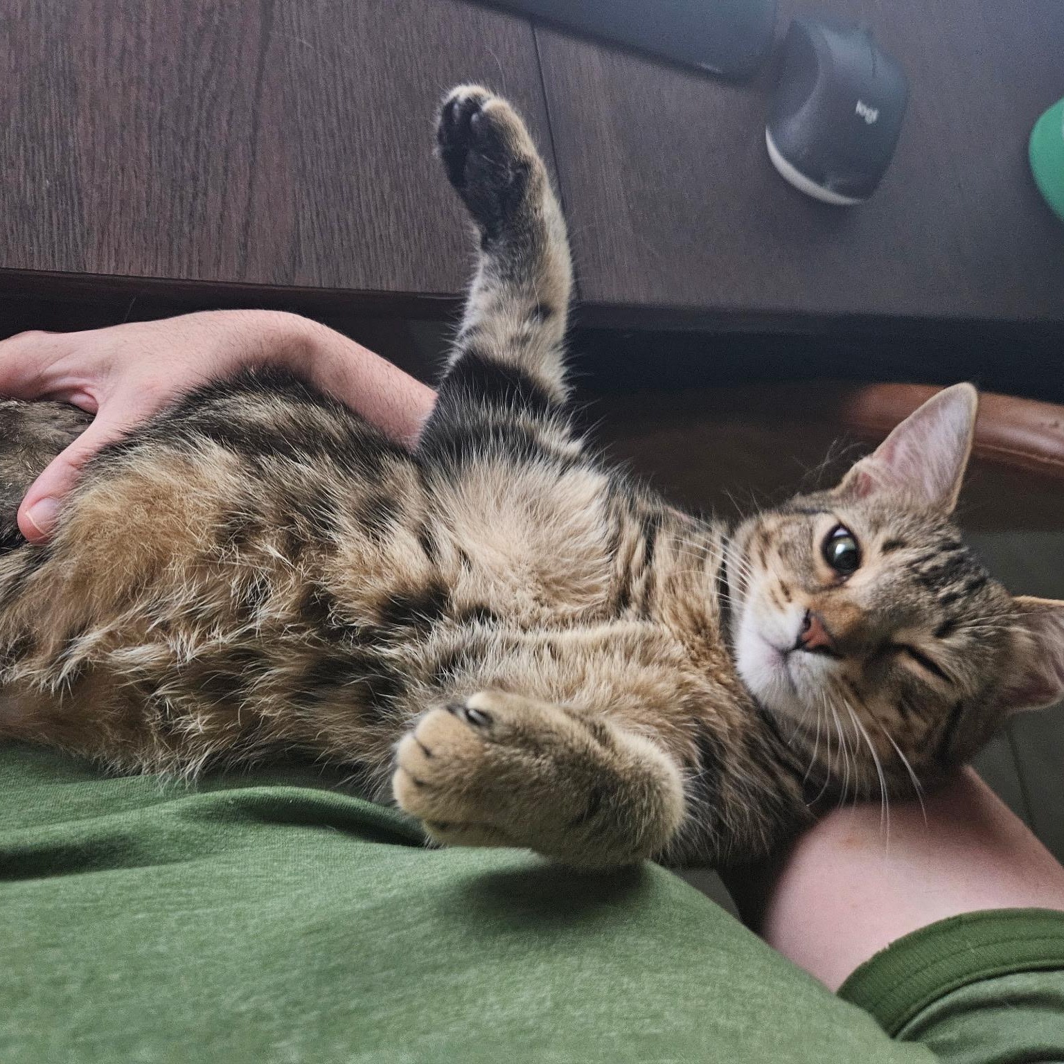 Enlarge Tilly, a Adoptable Domestic Short Hair in jacksonville, FL image 3/6