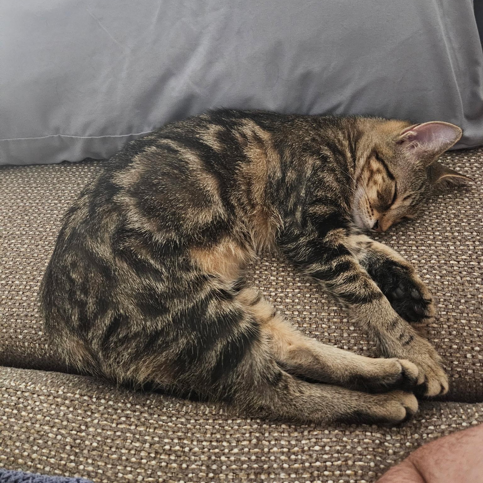 Tilly, Adoptable, Young Female Domestic Short Hair.