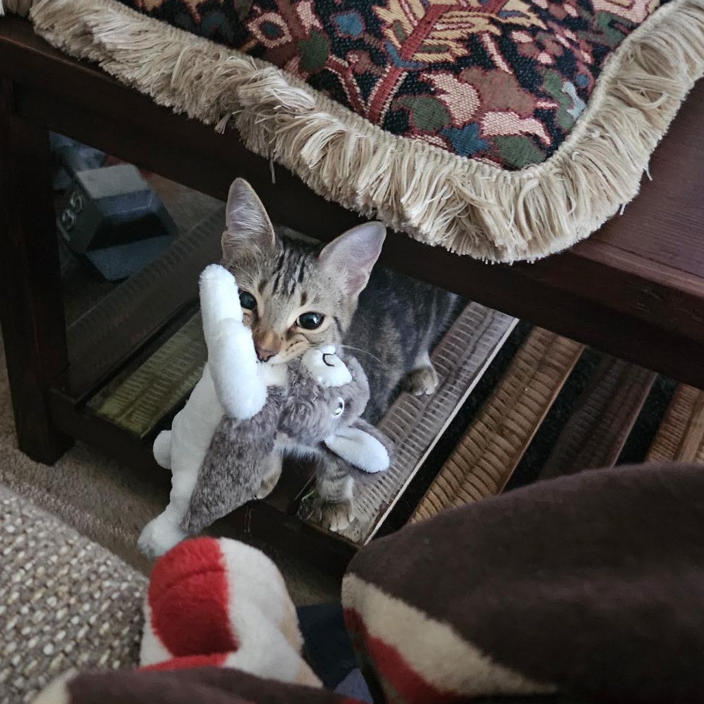 Enlarge Tilly, a Adoptable Domestic Short Hair in jacksonville, FL image 4/6