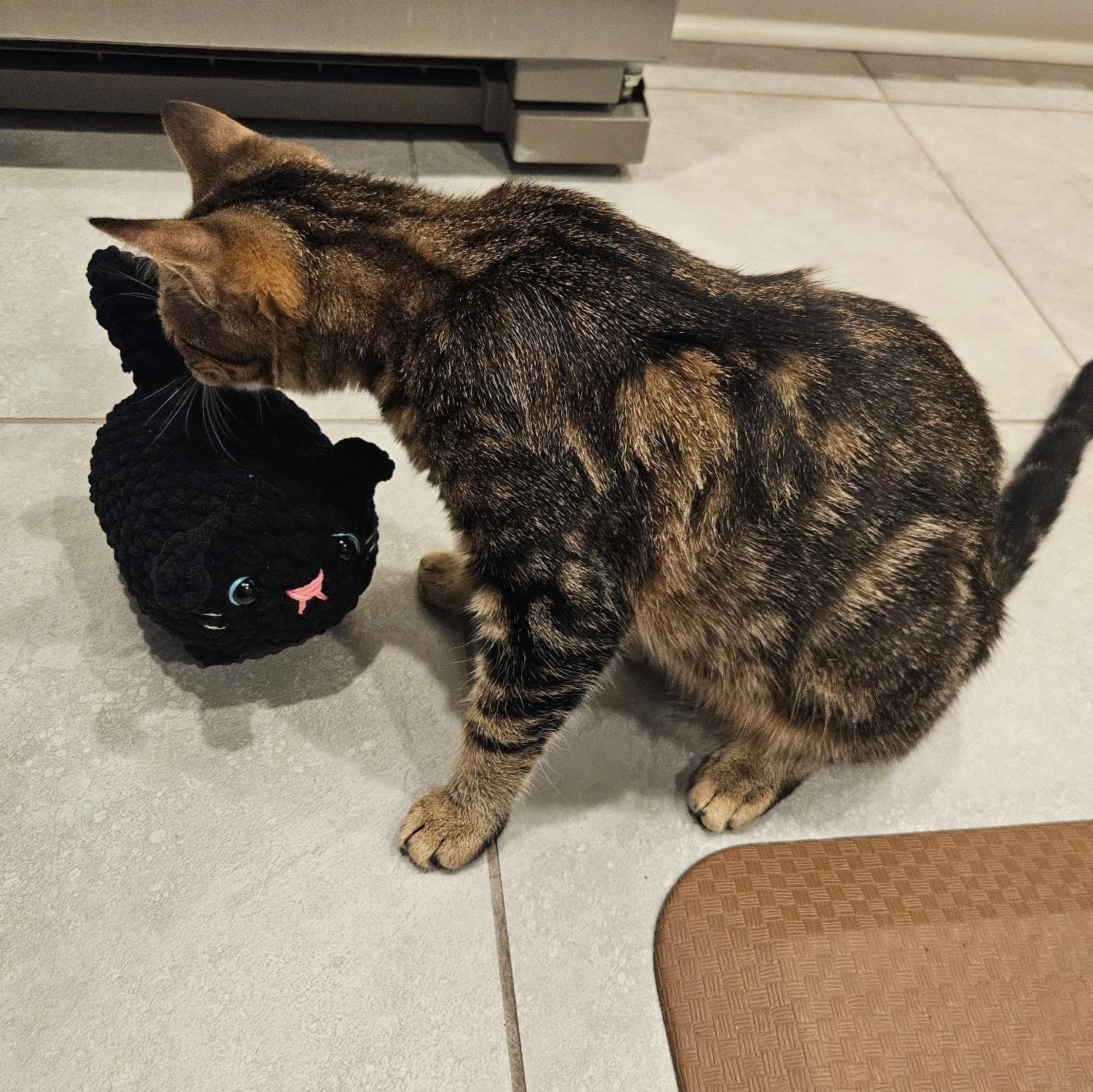 Enlarge Tilly, a Adoptable Domestic Short Hair in jacksonville, FL image 6/6