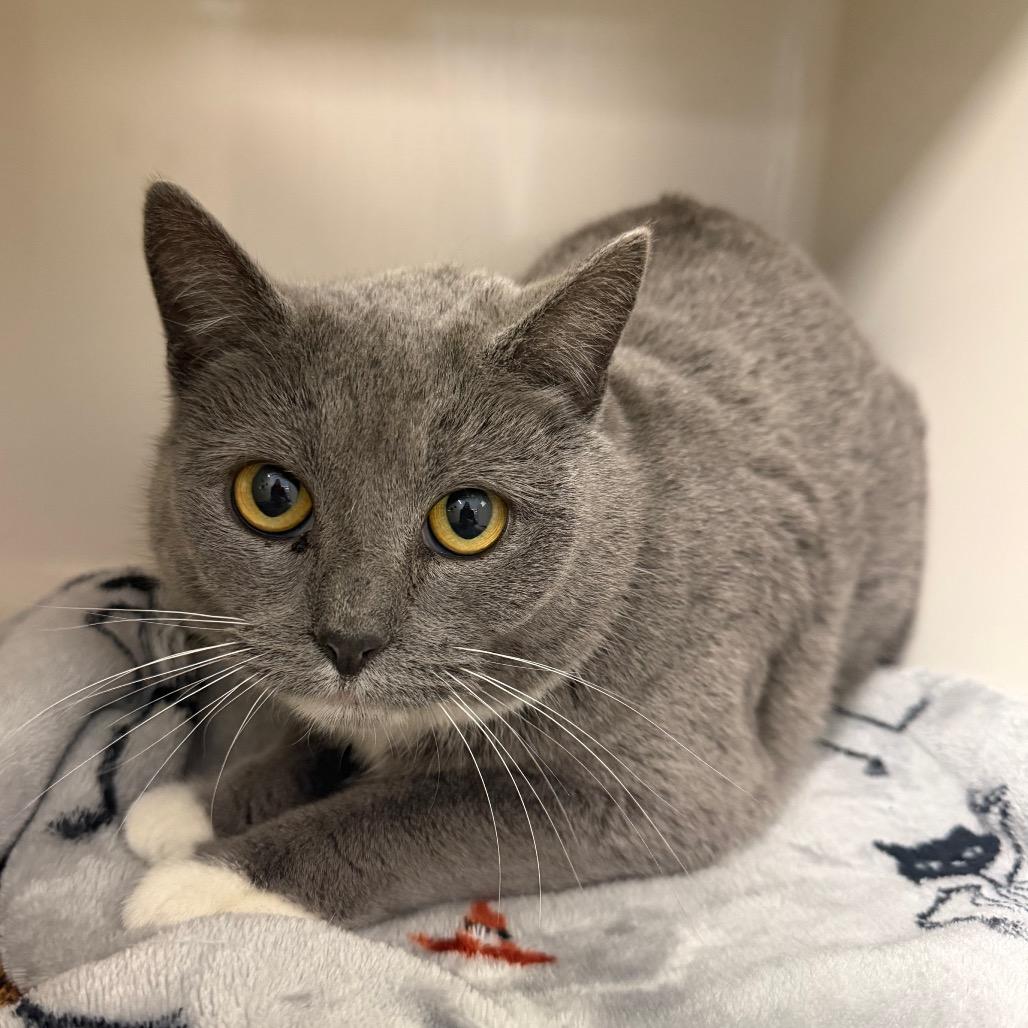 Enlarge Smokey, a Adoptable Domestic Short Hair in Watertown, NY image 1/1