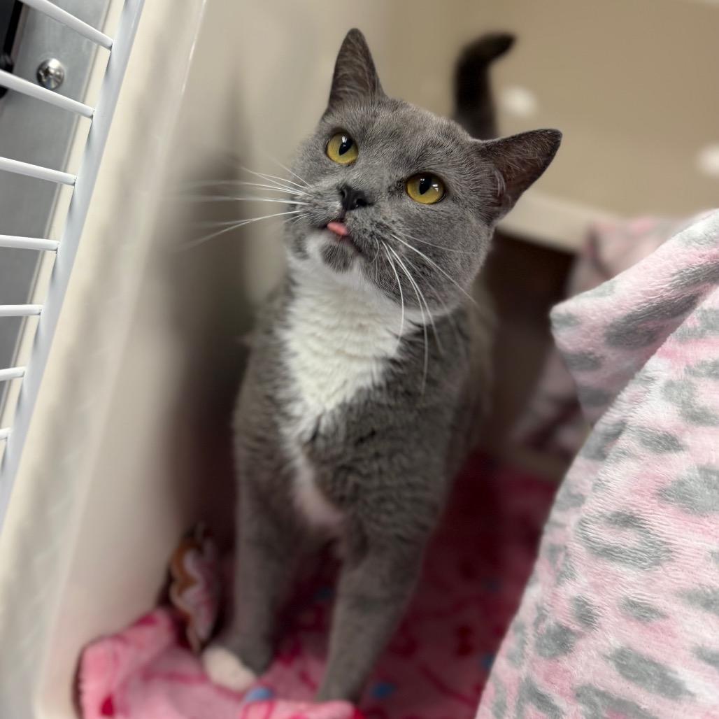 Enlarge Smokey, a Adoptable Domestic Short Hair in Watertown, NY image 2/3