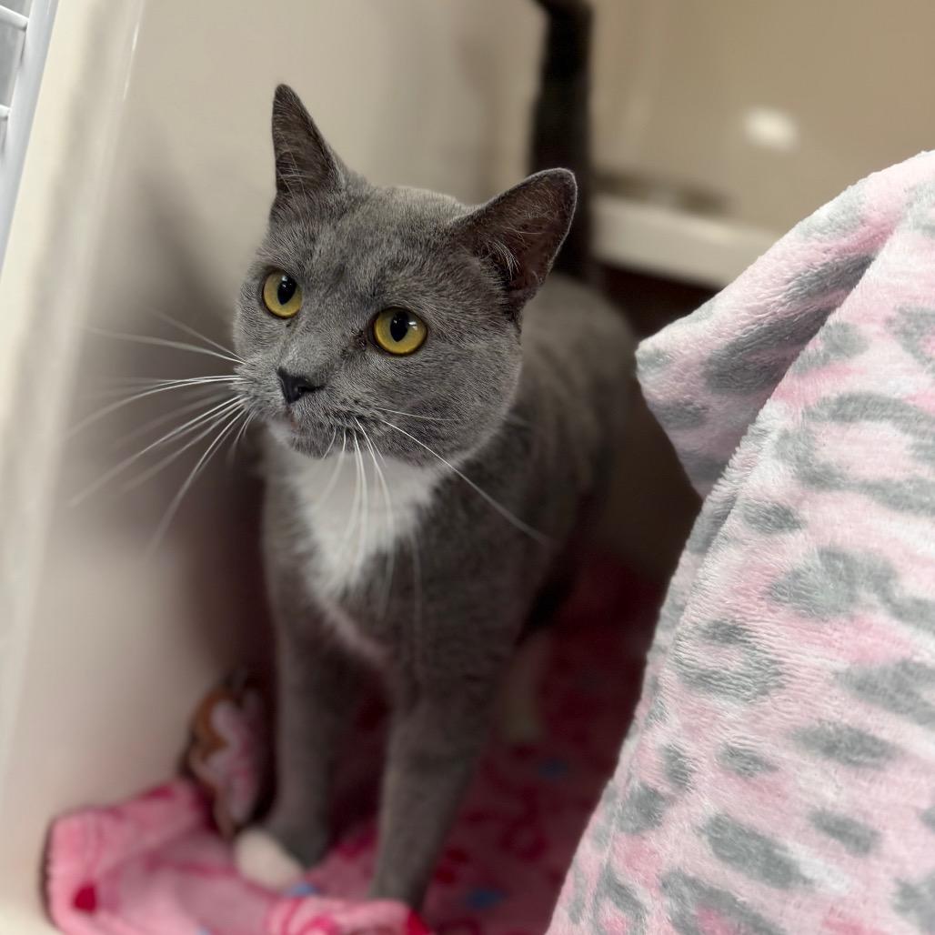 Enlarge Smokey, a Adoptable Domestic Short Hair in Watertown, NY image 3/3