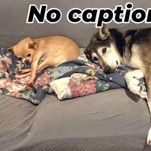 Anastasia, a ADOPTABLE Chihuahua in Tunkhannock, PA image 2/4