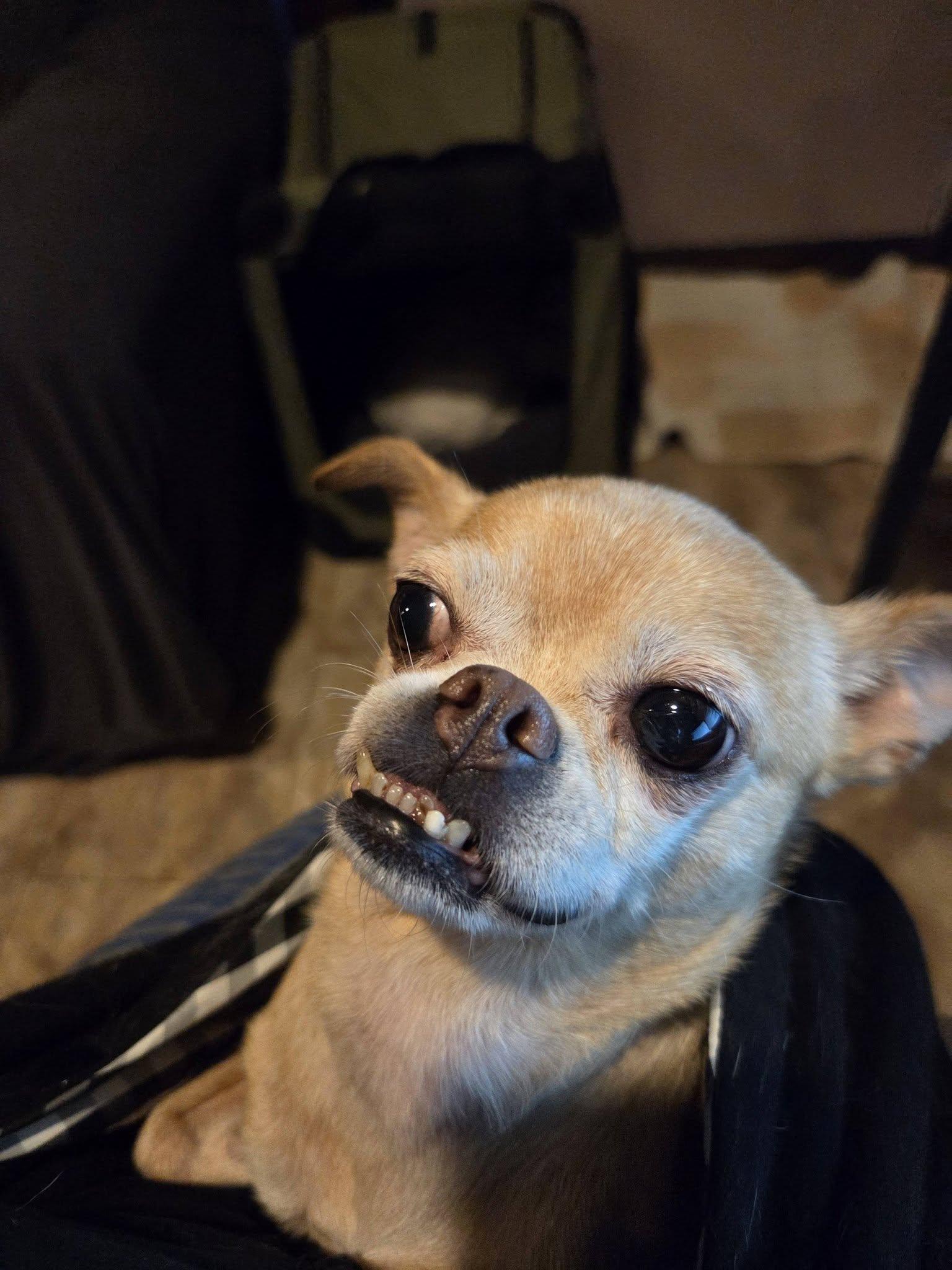 Anastasia, a ADOPTABLE Chihuahua in Tunkhannock, PA image 4/4