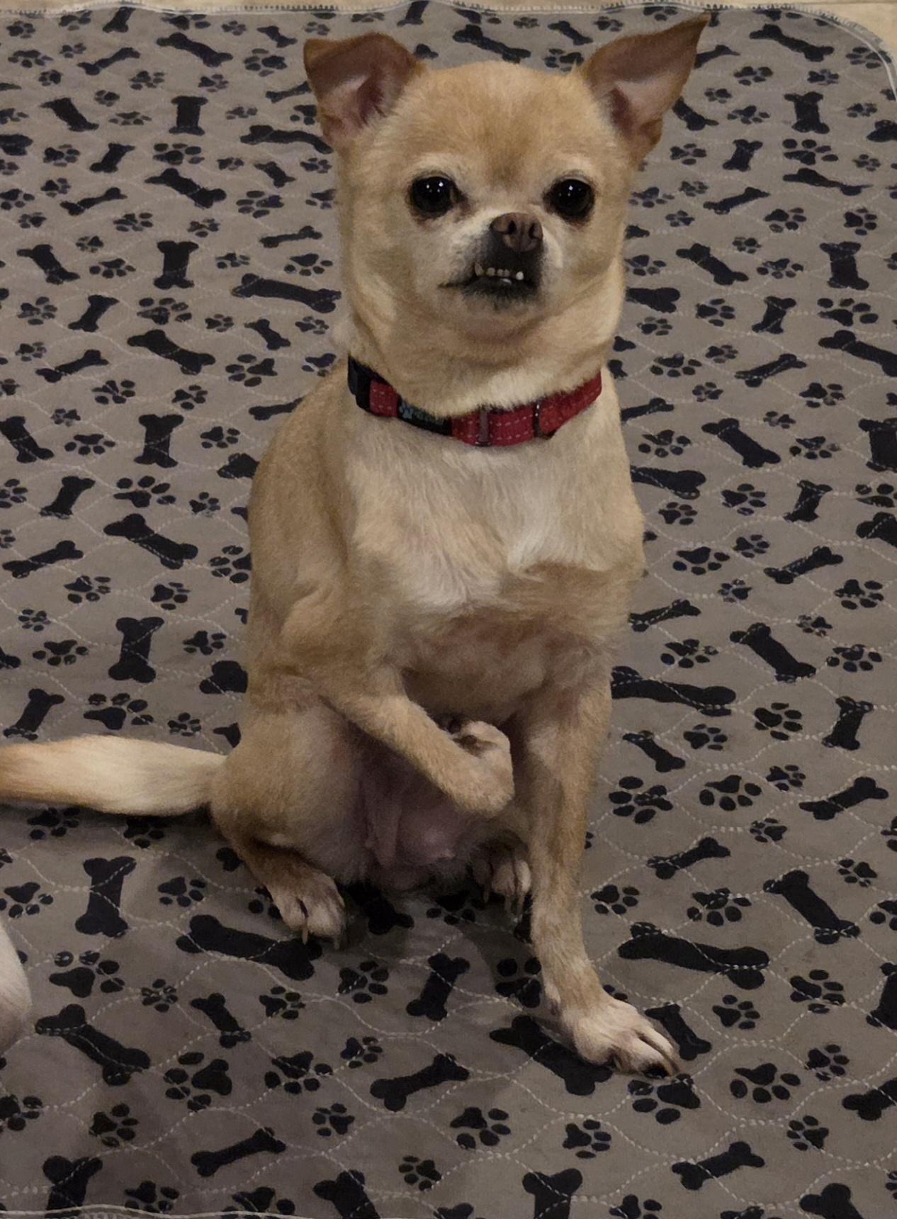 Anastasia, ADOPTABLE, Adult Female Chihuahua.