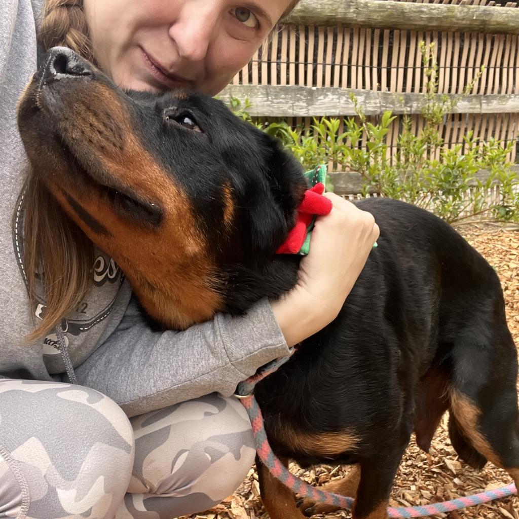 Enlarge Ruby, a Adoptable Rottweiler in Chester Springs, PA image 2/6