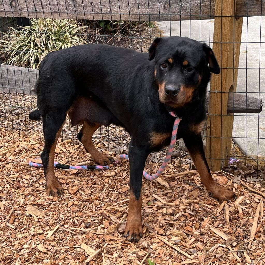 Enlarge Ruby, a Adoptable Rottweiler in Chester Springs, PA image 5/6