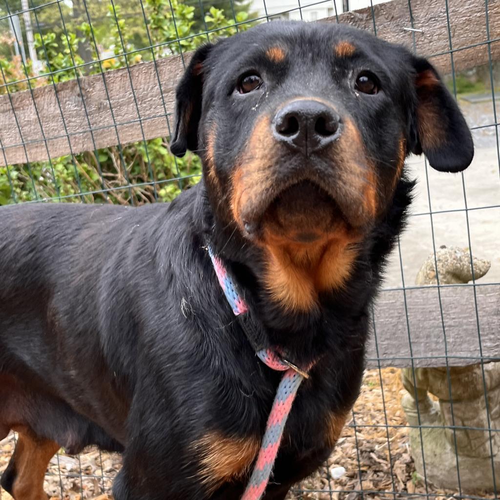 Enlarge Ruby, a Adoptable Rottweiler in Chester Springs, PA image 4/6