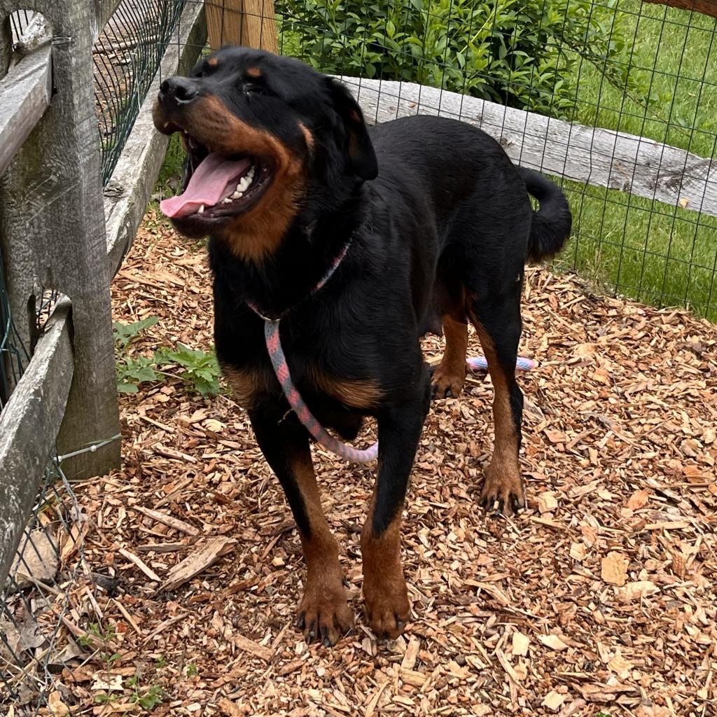 Enlarge Ruby, a Adoptable Rottweiler in Chester Springs, PA image 1/6
