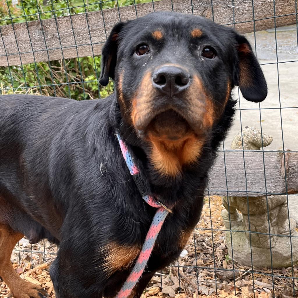 Enlarge Ruby, a Adoptable Rottweiler in Chester Springs, PA image 3/6