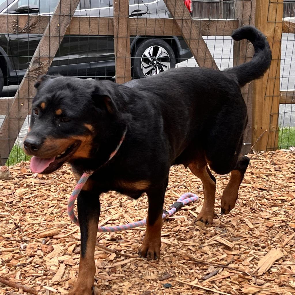 Enlarge Ruby, a Adoptable Rottweiler in Chester Springs, PA image 6/6