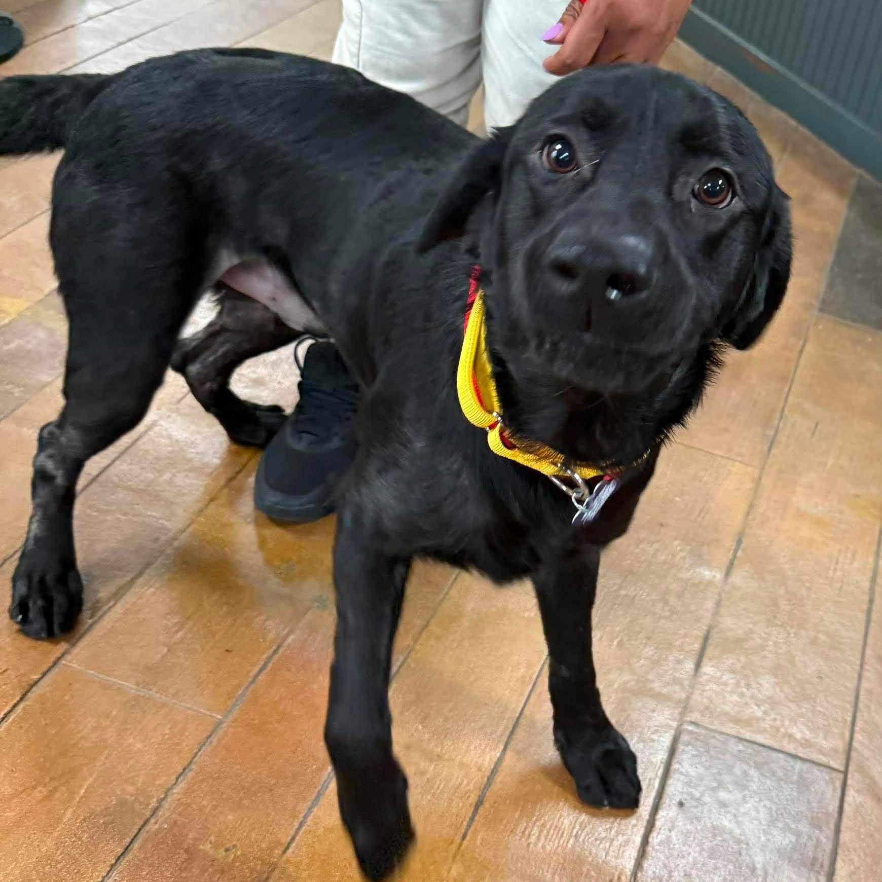 Drake, a Adoptable mixed breed in Elkton, MD image 3/5