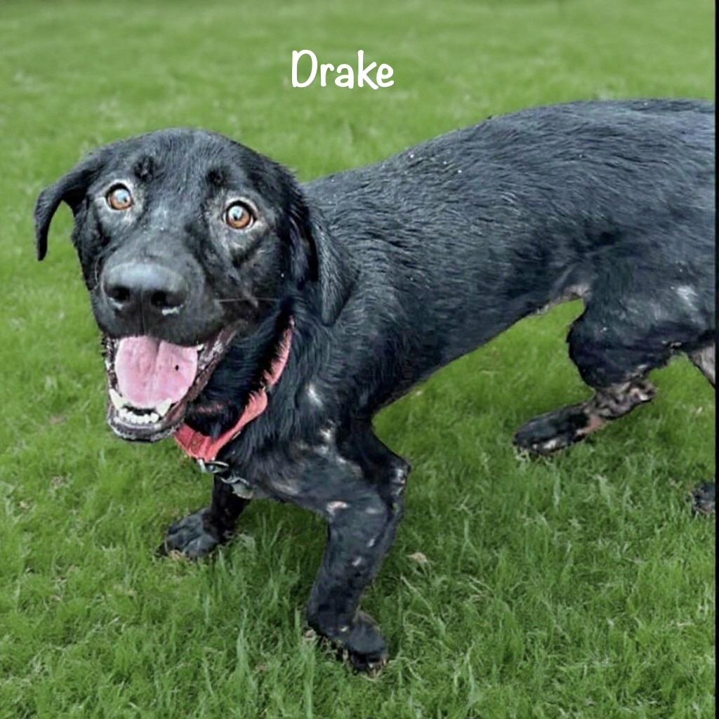 Drake, a Adoptable mixed breed in Elkton, MD image 5/5