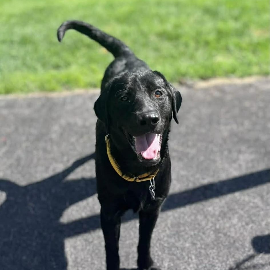 Drake, a Adoptable mixed breed in Elkton, MD image 1/5