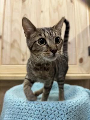 Saffron, Adoptable, Young Male Tabby.