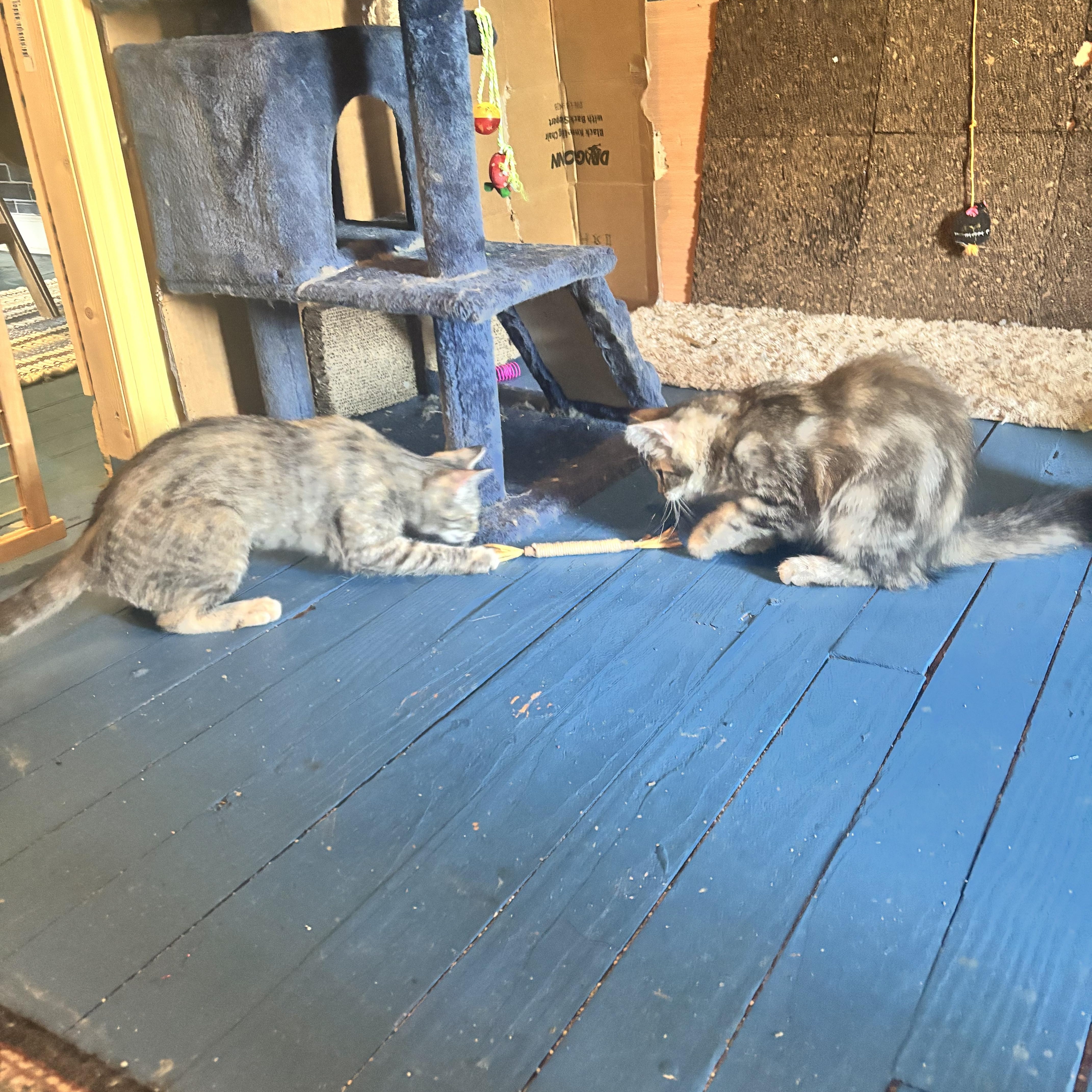 Penelope - Bonded with Persia , a ADOPTABLE mixed breed in Pittsburgh, PA image 3/6
