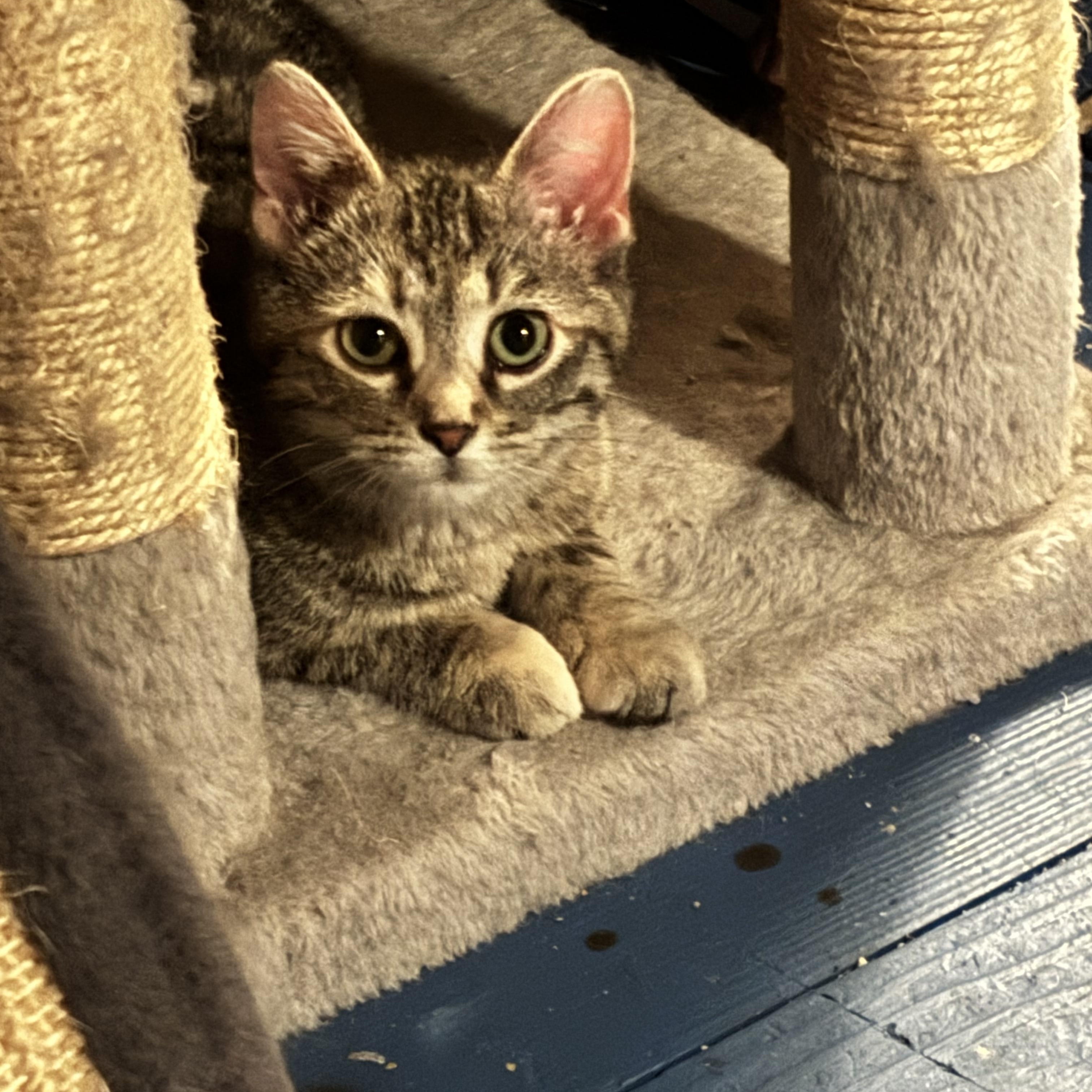 Enlarge Penelope - Bonded with Persia , a ADOPTABLE mixed breed in Pittsburgh, PA image 1/6