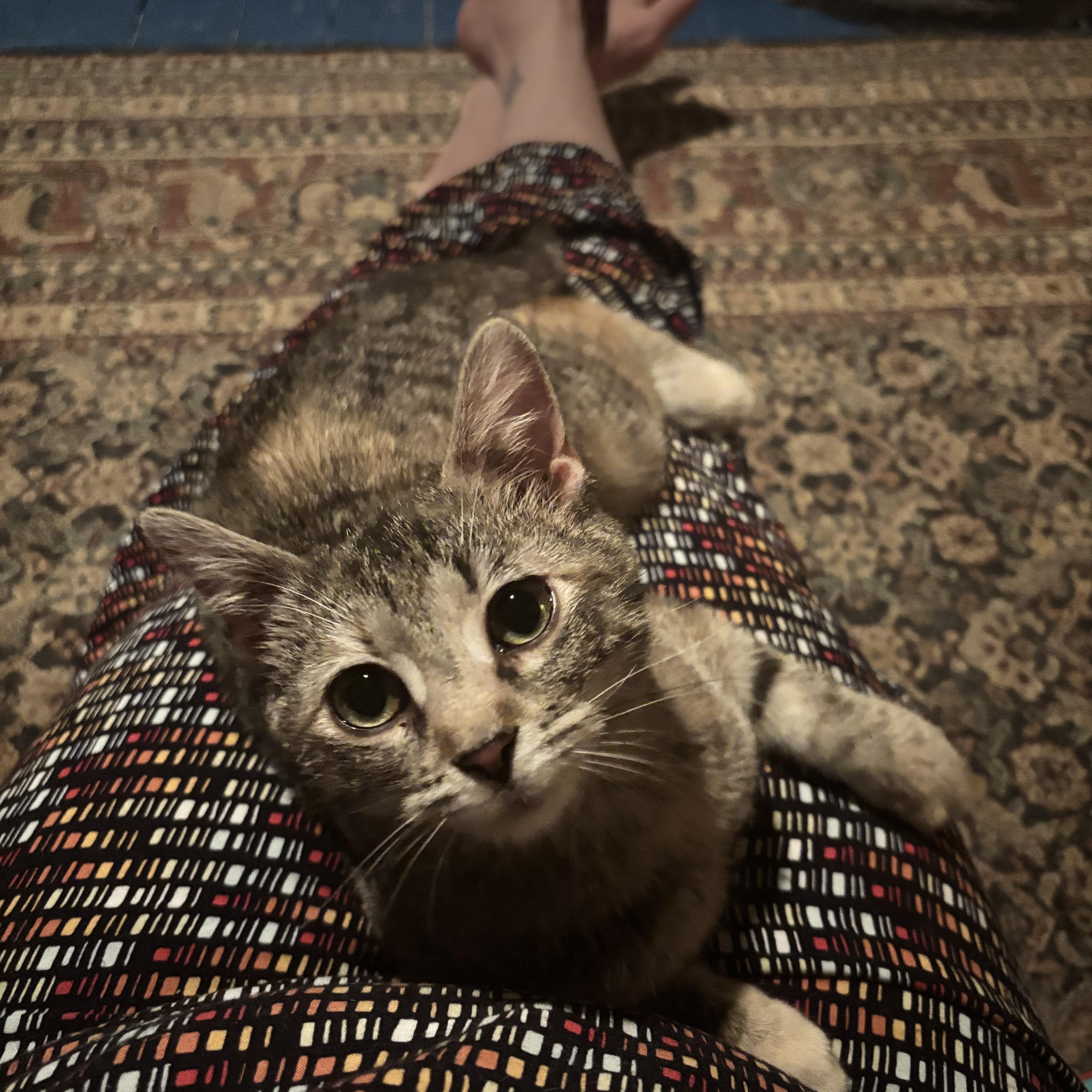 Enlarge Penelope - Bonded with Persia , a ADOPTABLE mixed breed in Pittsburgh, PA image 2/6