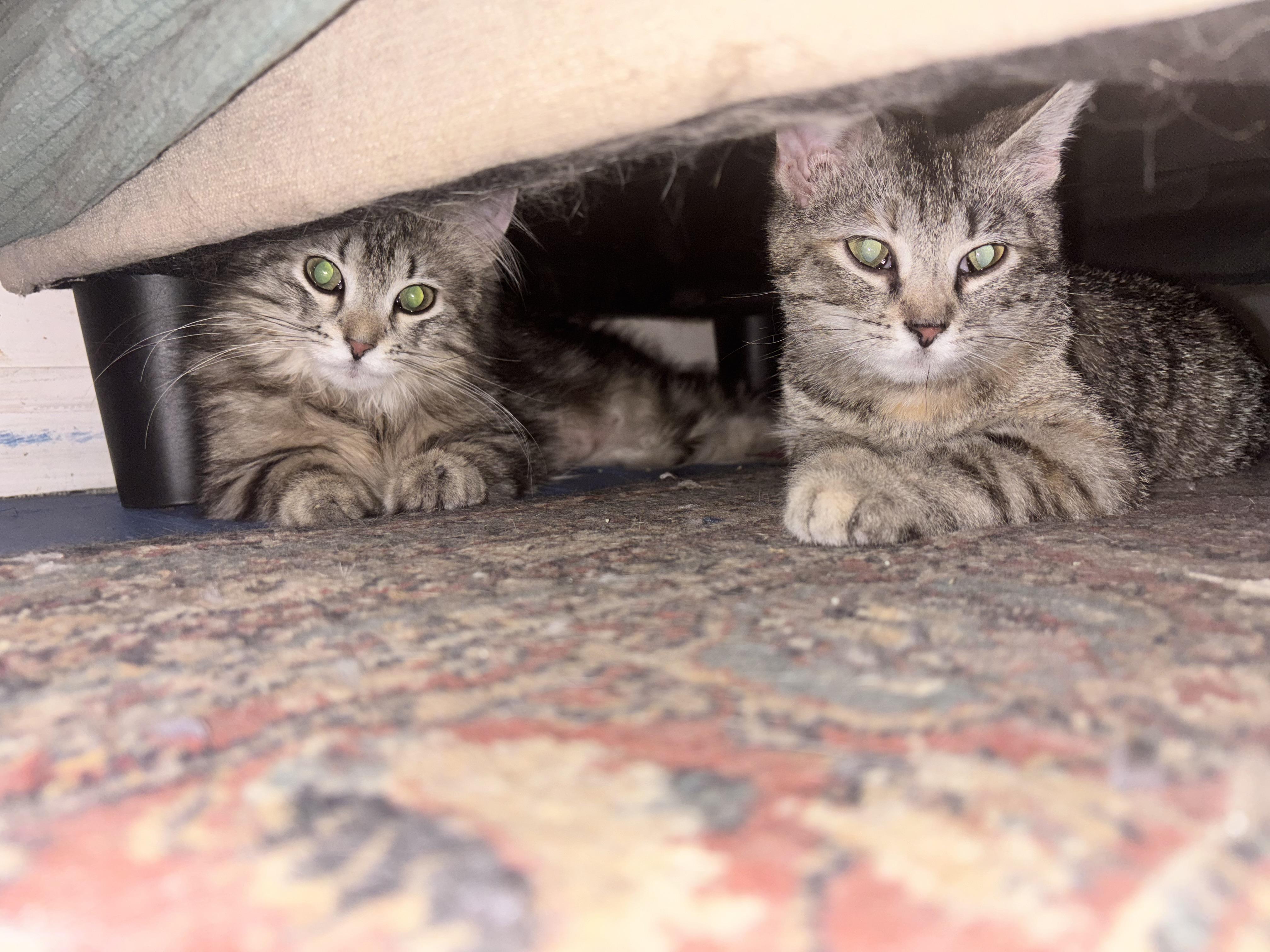 Enlarge Penelope - Bonded with Persia , a ADOPTABLE mixed breed in Pittsburgh, PA image 3/6